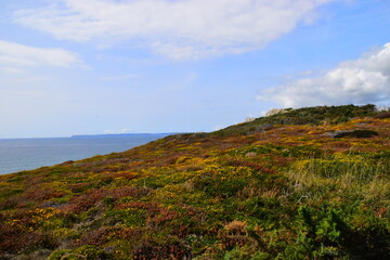 有趣的动物变色龙怎么写